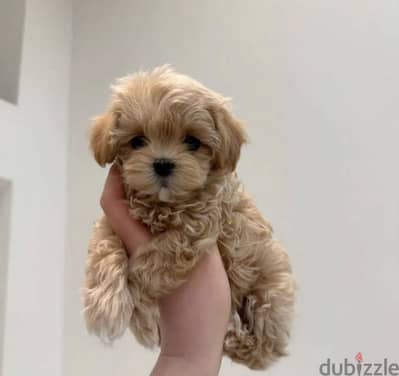 Toy poodle - maltipoo - توي بودل - مالتي بو
