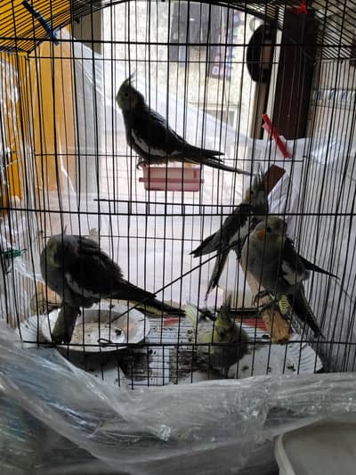 مصر الجديدة