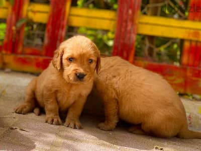 Golden retriever جولدن ريتريفر