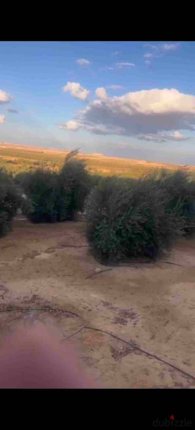 For sale, a piece of land 113 feddans on the Wahat Road in Minya Bani Mazar, 95% level from the Egyptian Land Reclamation Company