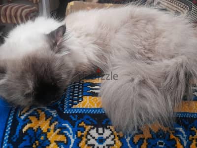 قطة هيمالايا