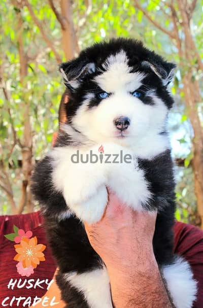 جراوي هاسكي للبيع لونج هير husky puppies