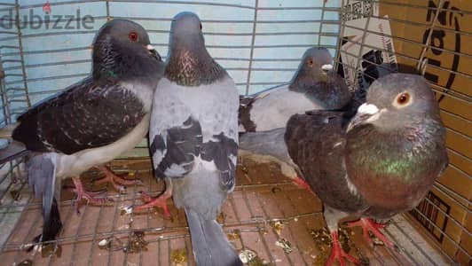 حمام برى جوزين الجوز الوحد 120ج الجوزين 225 شغال