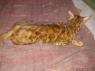 bengal cat