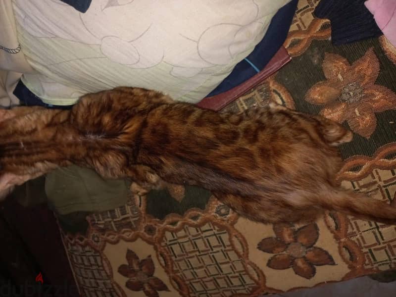 bengal cat 1