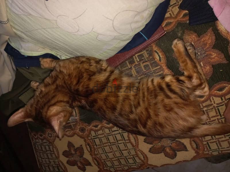 bengal cat 2