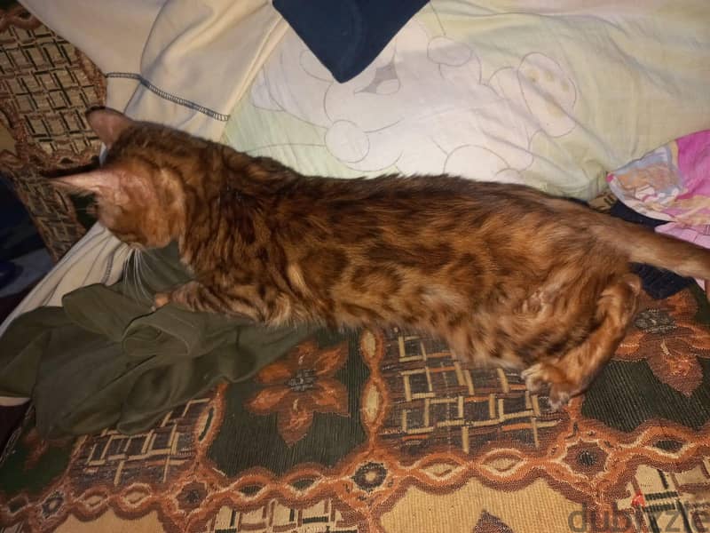 bengal cat 3