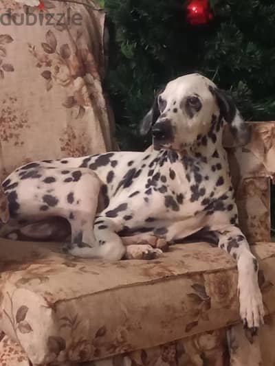 دلمشن dalmatian