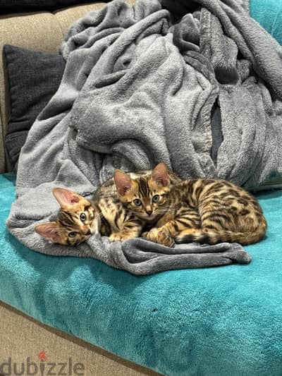 bengal cats