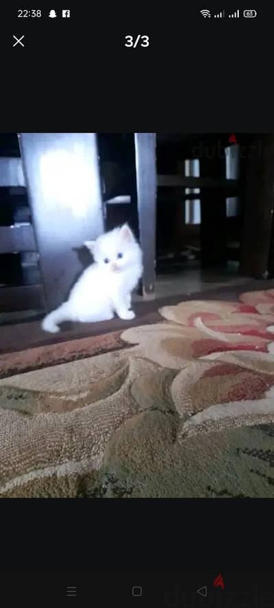 قطط شيرازي للبيع