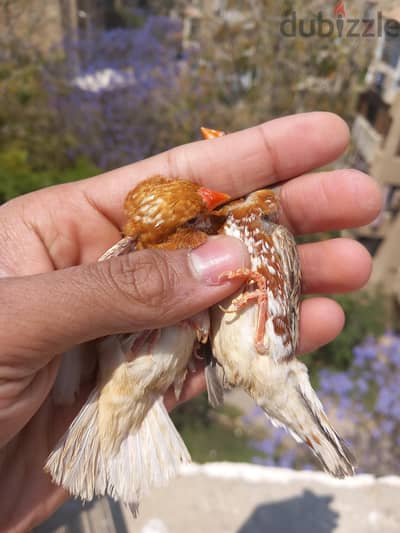 متاح  بفضل الله  عصافير زيبرا هاف ارانج