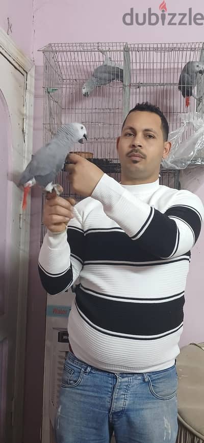 زغليل  زنجباري