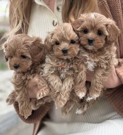 Toy poodle / maltipoo / توي بودل / مالتي بو