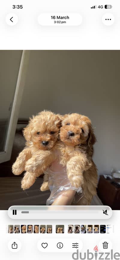 Maltipoo / toy poodle مالتي بو / توي بودل