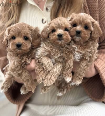 Maltipoo / toy poodle / توي بودل / مالتي بو