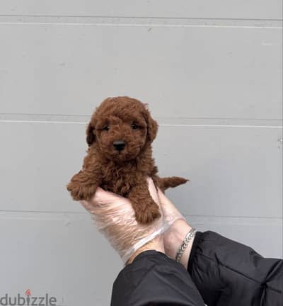 Toy poodle , توي بودل