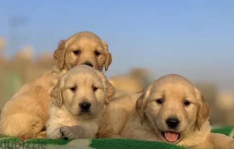 Golden retriever جولدن ريتريفر