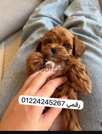 Maltipoo