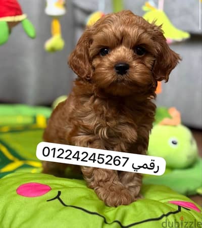 Maltipoo 45 days