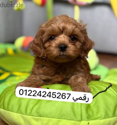 Maltipo puppy