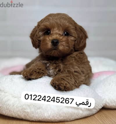 Maltipo_ Poodle _ maltipoo