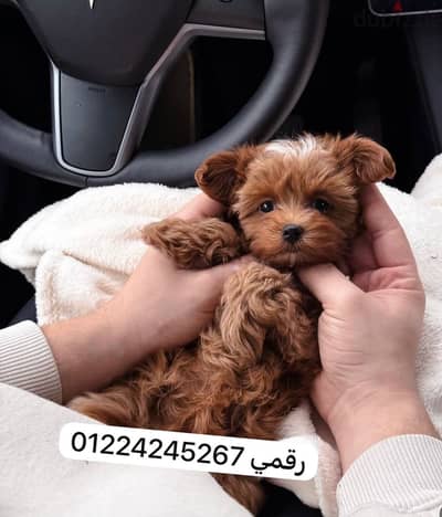 مالتيبو poodle -maltipo