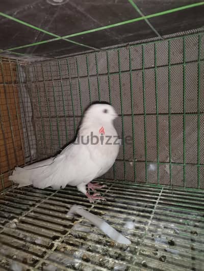 ذكر اصفر ورق