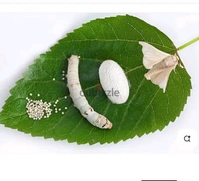 دود القز