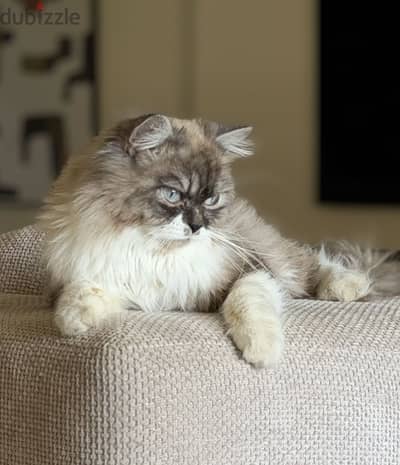 Ragdoll Cat for Sale