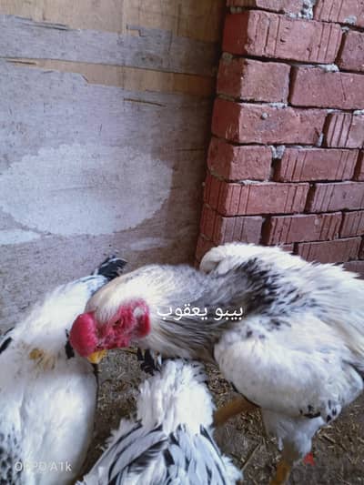 اسرة حجازي وبيض مخصب