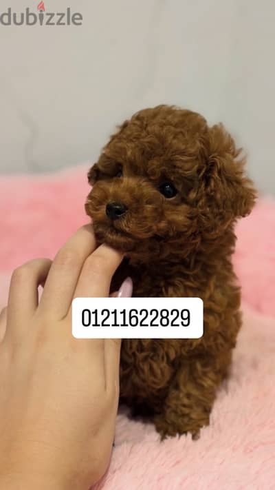 teacup poodle puppies بودل