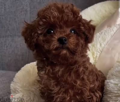 Toy poodle puppies boys from Russia