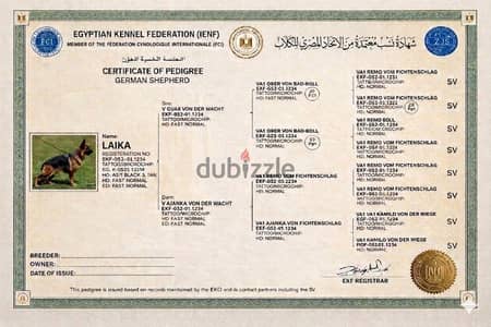 long hair german sheperdمعاها ورقfull pedigree fci Ekf (only one girl)