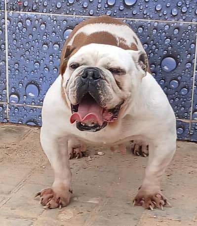 نتايه انجيلش بولدوج للبيع english bulldog