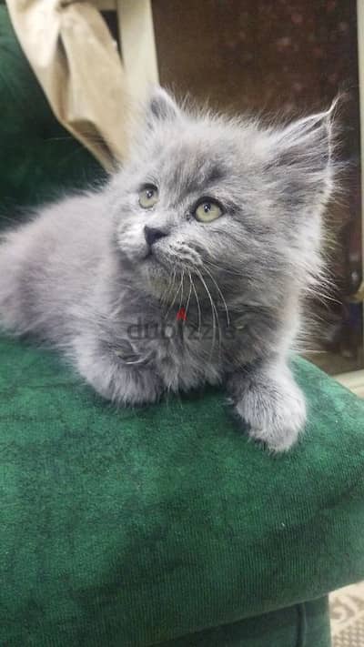 British and Scottish kittens قطط بريتش واسكوتش
