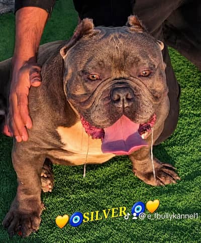 اقوي دكر بولي للجواز American bully