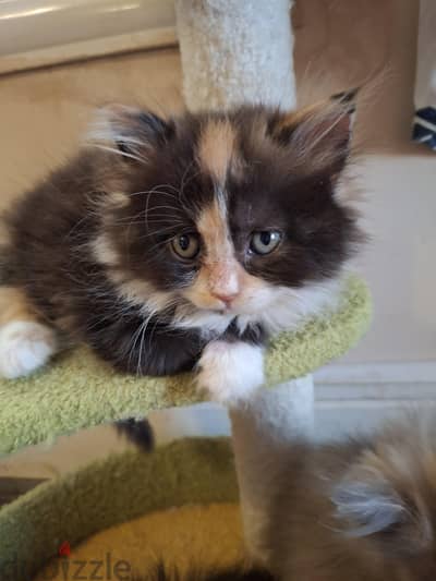 Calico Female kitten