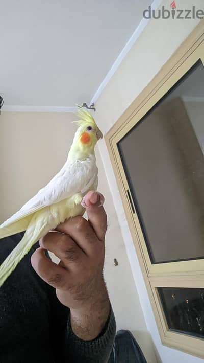 كوكتيل لاتيني وبادجي