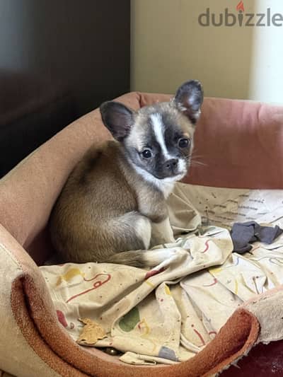 chihuahua and Pekingese