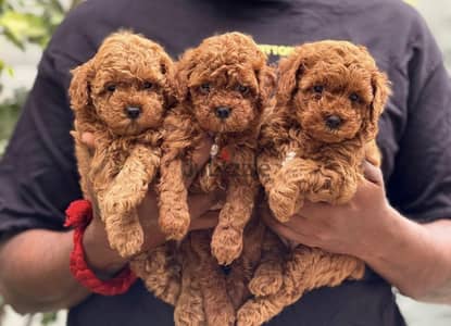 Toy poodle توي بودل