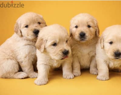 Golden retriever puppies جولدن ريتريفر