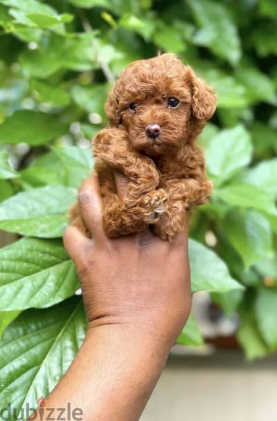 Toy poodle / maltipoo / توي بودل / مالتي بو