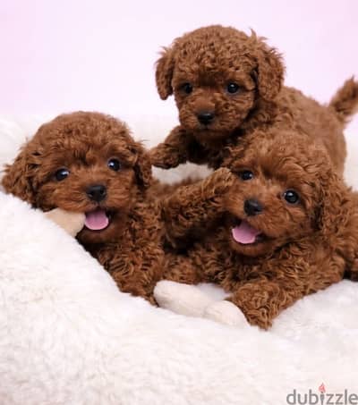 Toy poodle    -    توي بودل