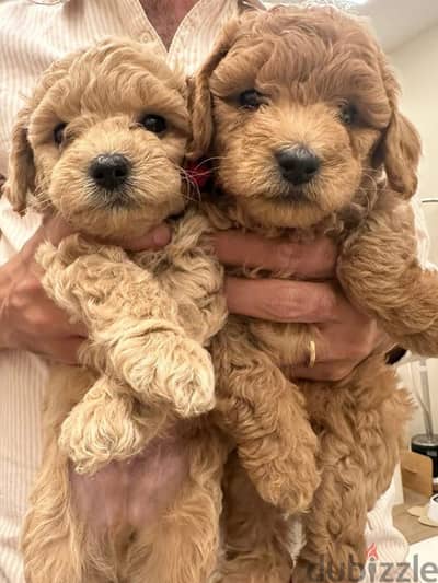 Toy poodle / maltipoo توي بودل - مالتي بو