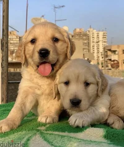 Golden retriever puppies  جولدن ريتريفر