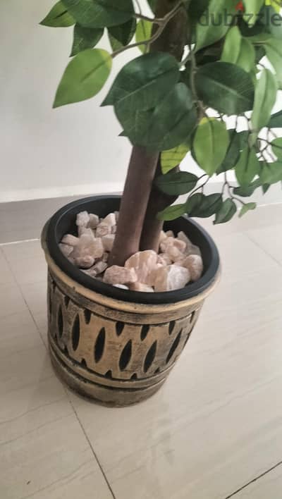 كامب شيزار