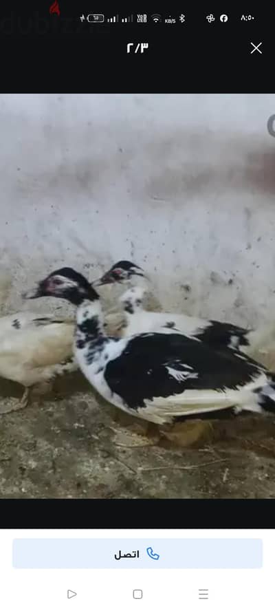 وز بلدي وبط بلدي شغال ممتازين