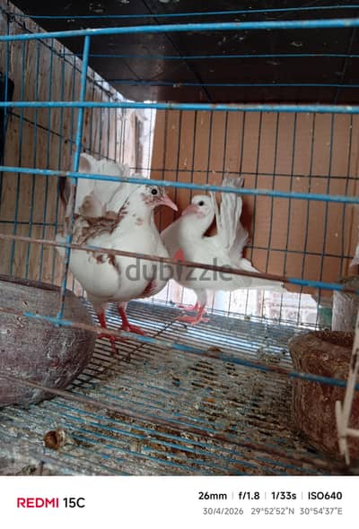 زهراء اكتوبر الجديده حي الزهور