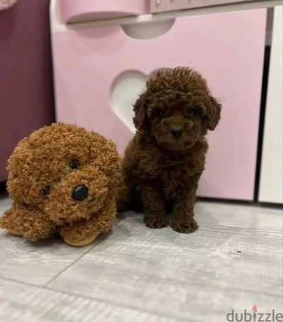Toy poodle boy from Russia