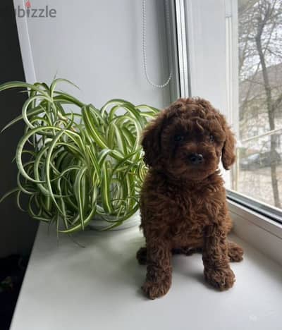 Toy poodle puppy boy from Russia